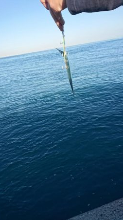 青物好調じゃ～ないの？