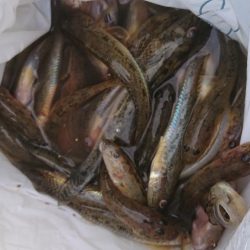 アオリイカ！ハゼ！