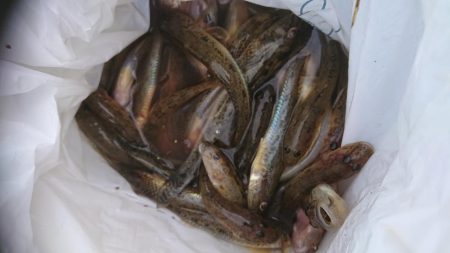 アオリイカ！ハゼ！