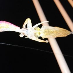 アジング・エギング