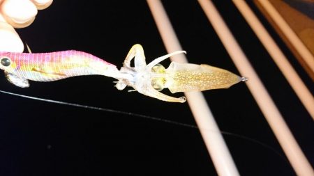 アジング・エギング