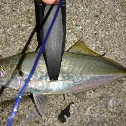 サーフアジング