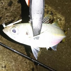 アジングからのイカ