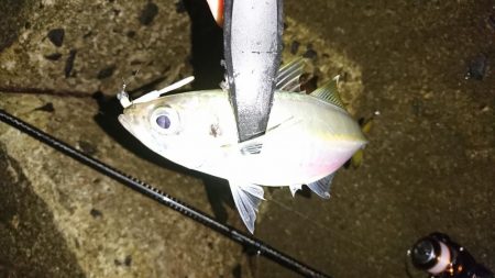 アジングからのイカ