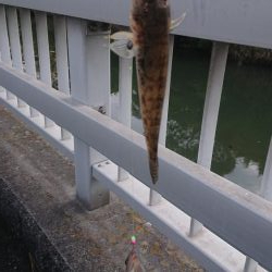 のんびりハゼ釣り