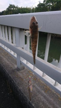 のんびりハゼ釣り
