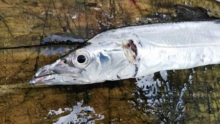 タチウオ釣り