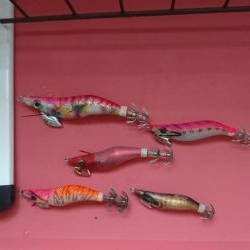 アオリイカ解禁日