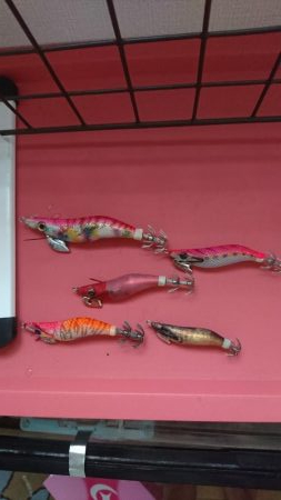 アオリイカ解禁日