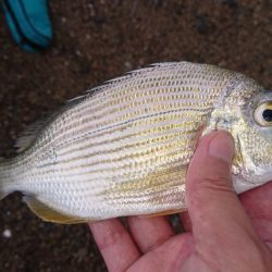 台風後のキス調査