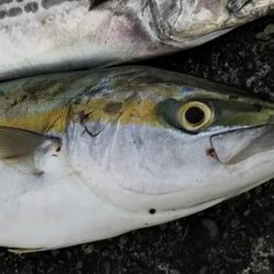 サーフショアジギ