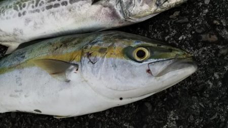 サーフショアジギ