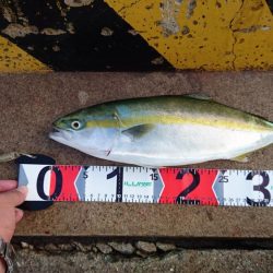 夜釣りガシラ～夜明け青物～