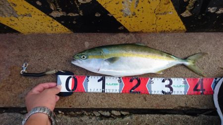 夜釣りガシラ～夜明け青物～