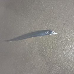 太刀魚はいいぞー
