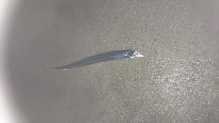 太刀魚はいいぞー