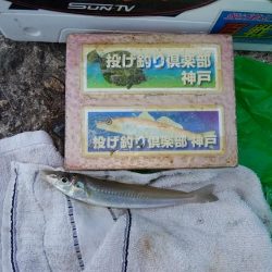 高砂港でハゼ入れ食い