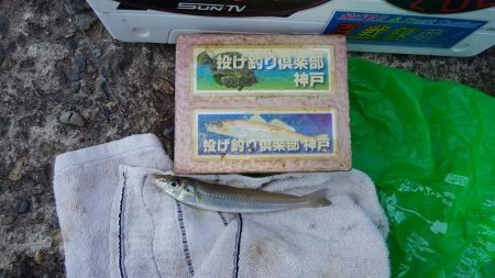 高砂港でハゼ入れ食い