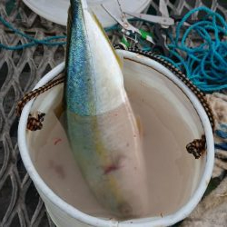 呑ませでツバス