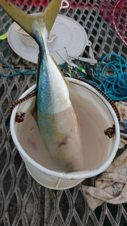 呑ませでツバス