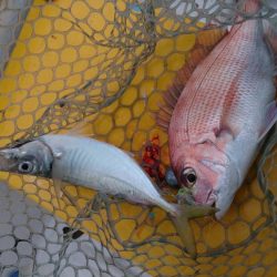 二馬力ボートで釣り三昧