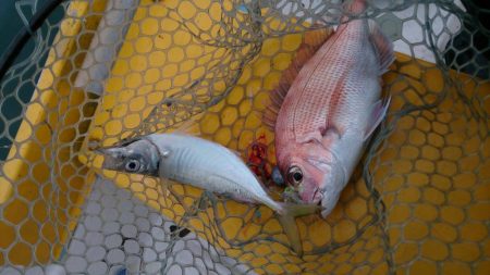 二馬力ボートで釣り三昧
