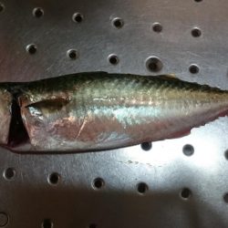 とにかく太刀魚(朝~夕方)