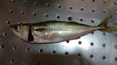 とにかく太刀魚(朝~夕方)