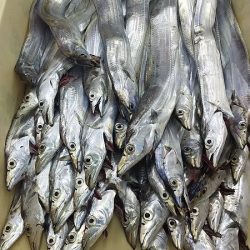 爆釣のタチウオ。