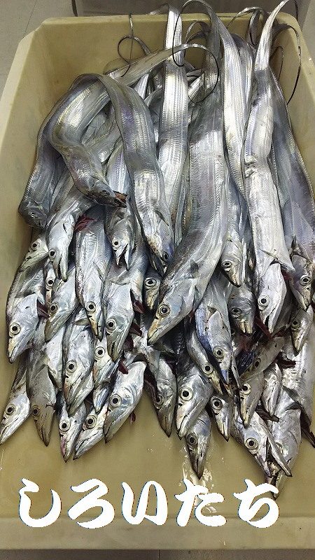 爆釣のタチウオ。