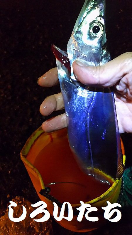 いろいろ釣れました。