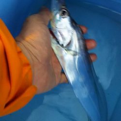 台風前にしぶいをタチウオ確保。