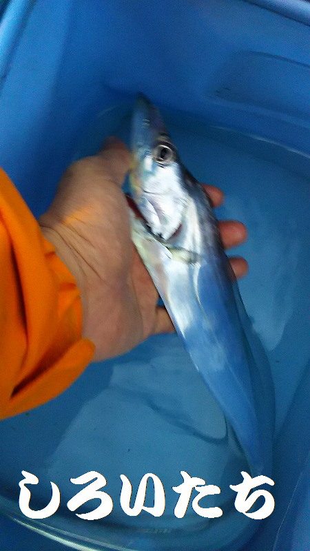 台風前にしぶいをタチウオ確保。