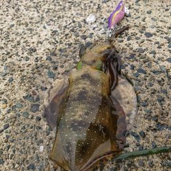 今年初の秋アオリ釣行