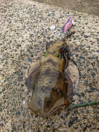 今年初の秋アオリ釣行