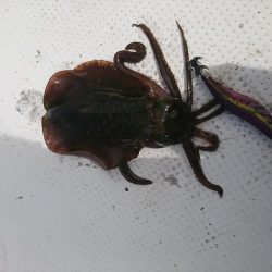 今年初のボートエギング…