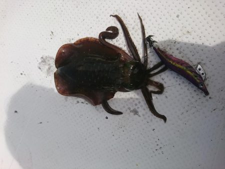 今年初のボートエギング…