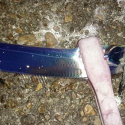 開幕？オカッパリタチウオ