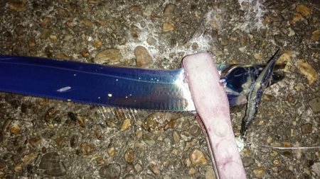 開幕？オカッパリタチウオ