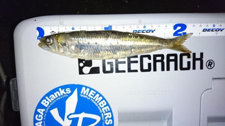 サビキでイワシ釣り