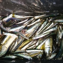 サビキ釣りでカタクチイワシ&アジ!
