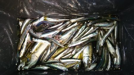サビキ釣りでカタクチイワシ&アジ!