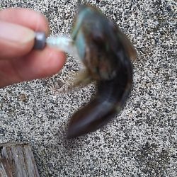 アナハゼだけは高活性