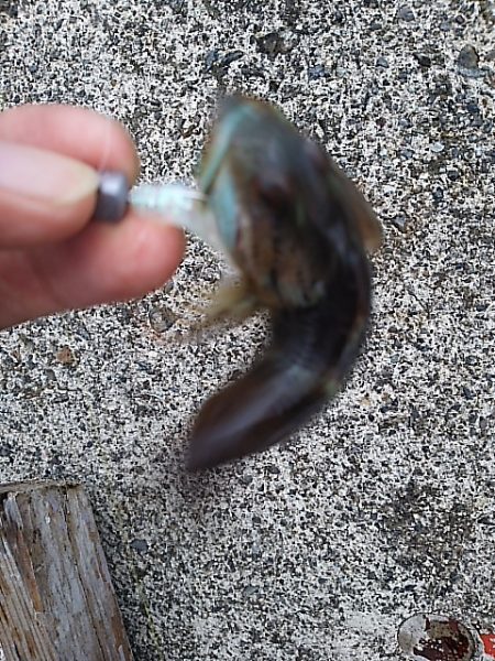 アナハゼだけは高活性