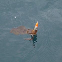 ティップランにて