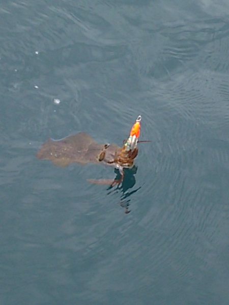 ティップランにて