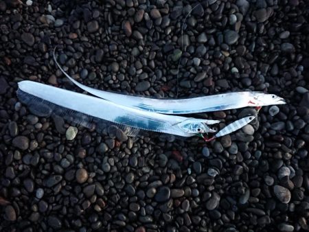 青物、太刀魚狙い