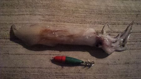 サゴシ　ウヨウヨ　ココロ　ポキポキ