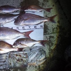 泳がせで初大鯛ゲット~~