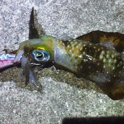 アオリ今年初釣行